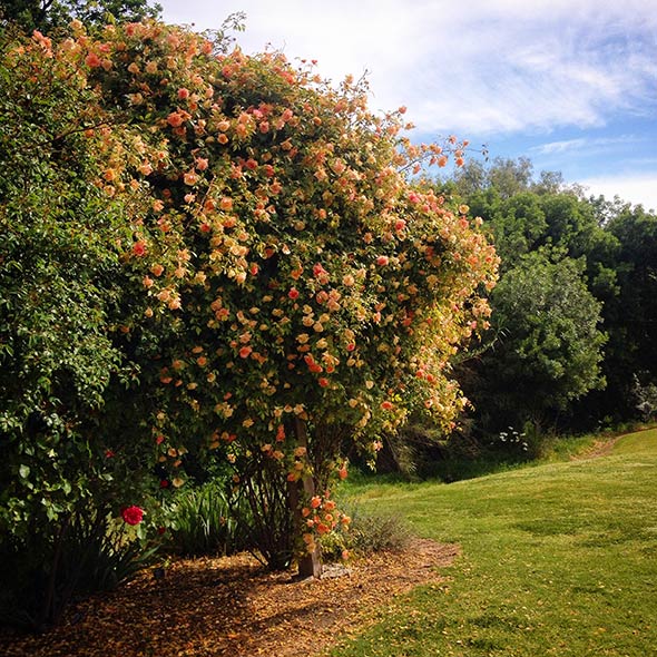 Old Rose Repository in Angaston in the Barossa Valley, South Australia.