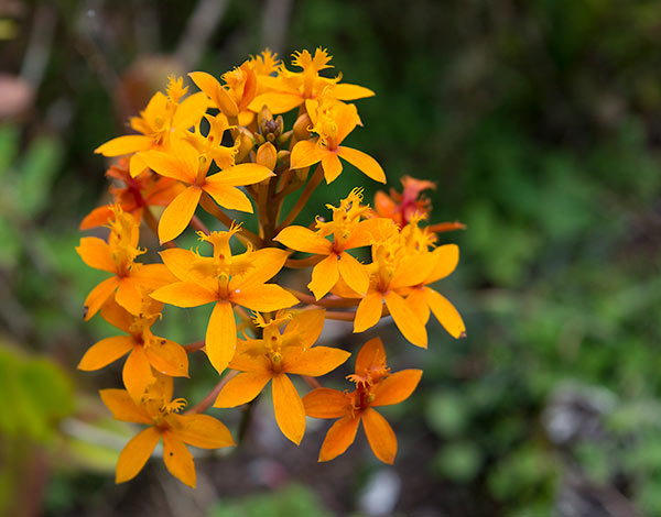 Orchids in the Balinese Botanical Gardens, Bedugul.